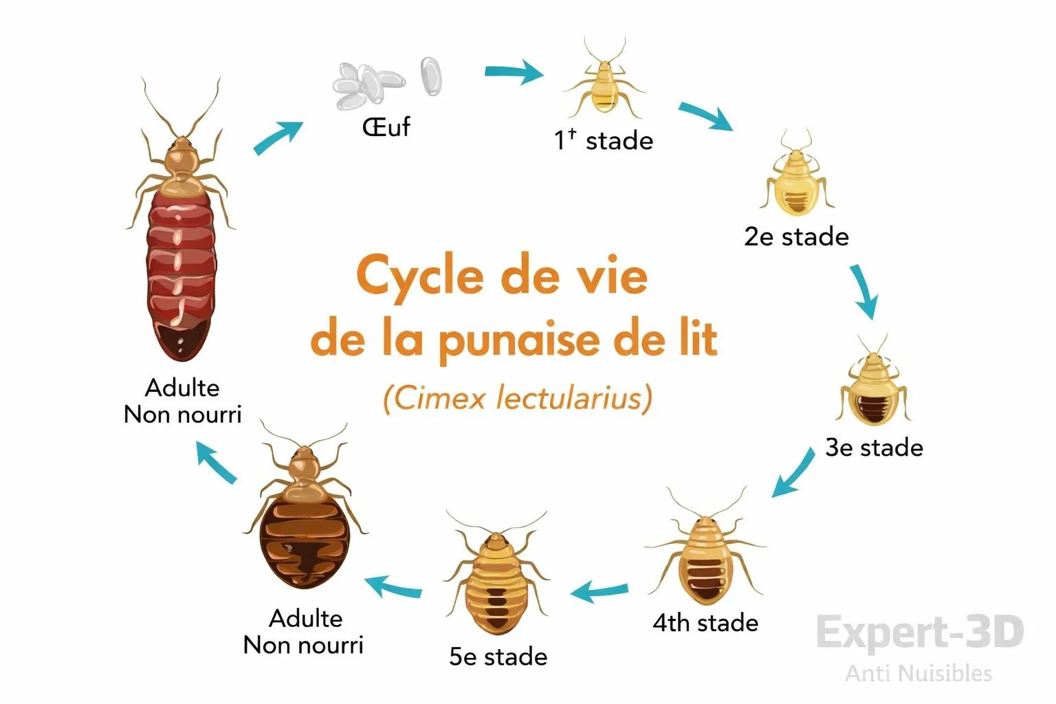 Schéma du cycle biologique : Punaises de lit
